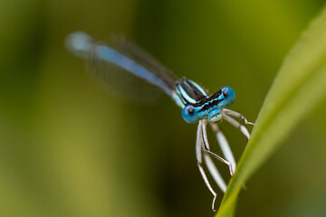 libellule -  Agrion à larges pattes