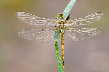 newborn dragonfly on a green branch with the background out of focus