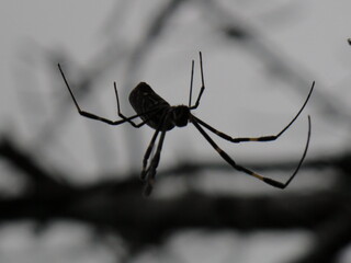 Spider on her silky net.