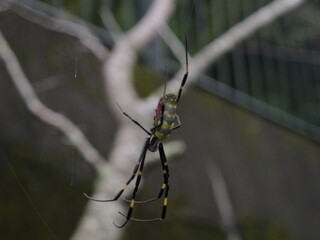 Spider on her silky net.