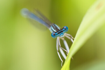 libellule -  Agrion à larges pattes