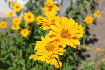 Yellow camomile flowers blooming in the garden sunny day