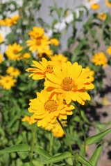 Yellow camomile flowers blooming in the garden sunny day