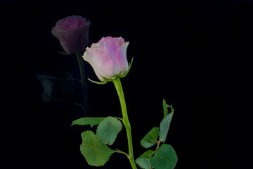 Fototapeta na wymiar Spiegelbild von einer Rosa Rose auf Schwarzen Hintergrund