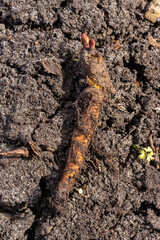 Rhubarb (Rheum) root with a sprout on the ground in a vegetable garden. Spring planting