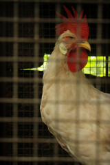Rooster in a cage. © Sinad_Shan