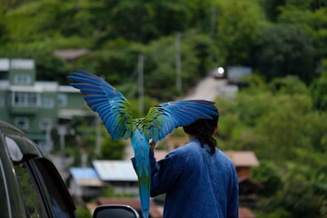 The blue macaw parrot spread its wings on the hands of people outside. Rear view © Campin 