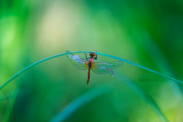 Dragonfly - a freshly hatched dragonfly on a blade of grass that dries its wings. One wing is broken. Beautiful green bokeh.