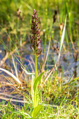 Orchid orchid in the meadow. In the background is water and green plants.