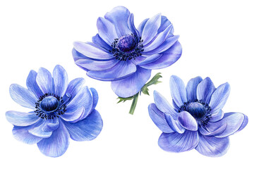 Set of beautiful flowers, Watercolor blue Anemone on a white background