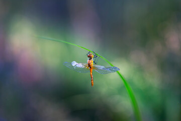 Dragonfly - clinging to blades of grass, just hatched and dries in the sun, has a damaged wing. beautiful blue bokeh.
