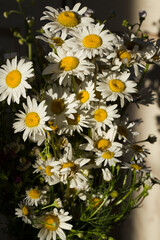 Beautiful bouquet of white daisies with shadow from sun. Photo for holiday card. Mothers Day. Father's day