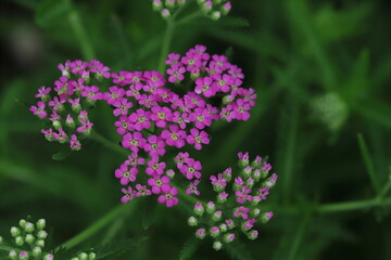ピンク色のノコギリソウの花