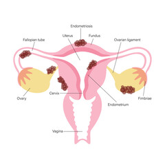 Reproductive system concept