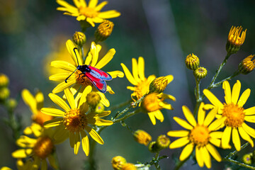 red insect on a yellow flower