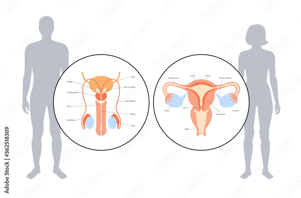 Poster Reproductive system concept