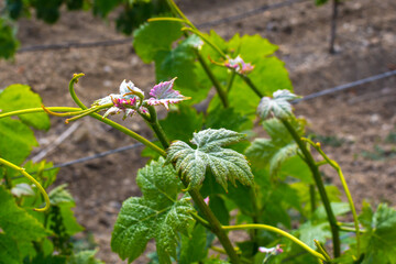 Young vineyard © andreymuravin