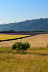 Countryside in Provence, France, lavender and corn fields, mountains in the background, a sunny day in summer