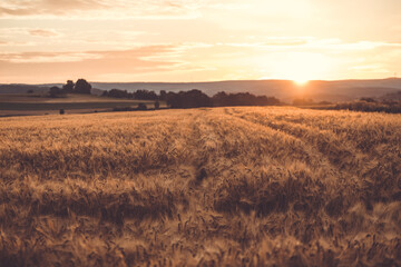 Fototapeta premium Kornfeld im Sonnenaugang