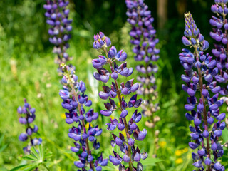 Staudenlupine Lupinus polyphyllus Lindl  blüht im Garten
