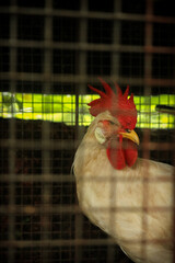 Rooster in a cage. © Sinad_Shan