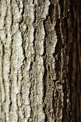 Bark detail