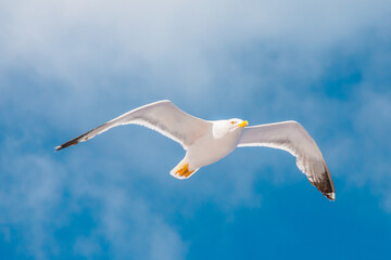 Seagull flying in the sky with clouds. Elba Island, Italy. An European herring gull, Larus argentatus, a large gull, isolated on sky background. close up