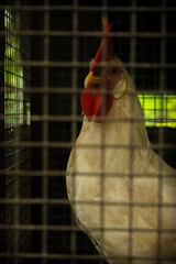 Rooster in a cage. © Sinad_Shan