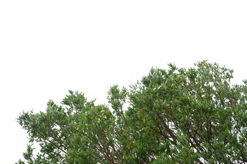 Tropical tree leaves with branches on white isolated background for green foliage backdrop and copy space 