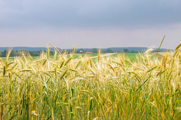 Golden wheat field with cloudy sky in background.