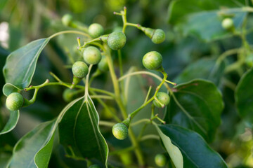 A close up shot of camphor laurel seeds and leaves. Cinnamomum camphora is a species of evergreen...