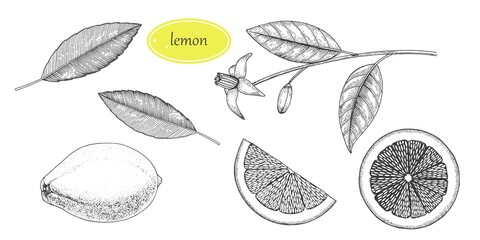 Hand drawn lemon set. Whole lemon, sliced pieces, half sketch. Fruit engraved style illustration. Detailed citrus drawing. Great for water, juice, detox drink, tea, natural cosmetics.