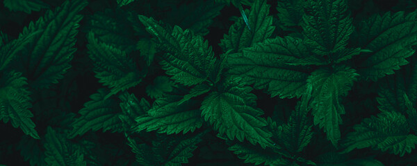 dark green leaves, abstract flora texture