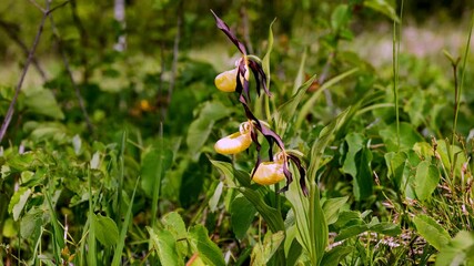 Obuwik (Cypripedium L.) – rodzaj roślin z rodziny storczykowatych jest najpiękniejszym europejskim dziko rosnącym strorczykiem