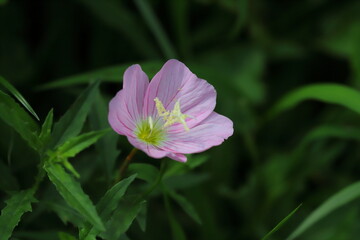 Obraz premium ヒルザキツキミソウのピンクの花 