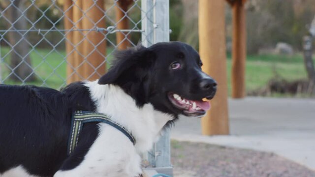Cute young rare Stabyhoun Stabij pure breed puppy dog kid is curiously looking into the distance to the right whilst waiting for his mom at a sand beach volley ball field sports activity center