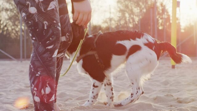 Cute young rare Stabyhoun Stabij pure breed puppy dog kid jumps around in joy and happiness with leash in his mouth teeth playing with himself in slow motion at sand beach volley ball field during sun
