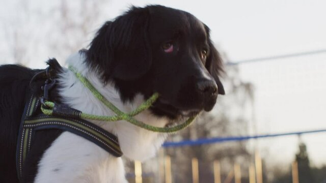 Close up of black and white cute young rare Stabyhoun Stabij pure breed puppy dog looking thoughtfully into the far distance thinking and observing with leash in his teeth mouth then looks at camera