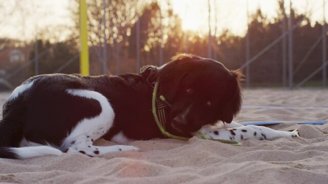 Tired and exhausted cute adorable young rare Stabyhoun Stabij pure breed puppy dog samoyed laying in the sand resting and chewing eating on his leash while resting after playing all day