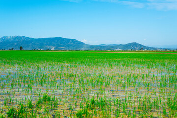 paddy field in the Ebro Delta in Deltebre, Spain