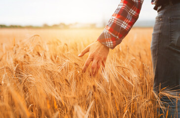 Farmer walking through field checking golden wheat crop at sunset.