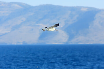 seagull flies over the sea, concept sea vacation summer, bird freedom flying