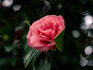 Camellia flower
