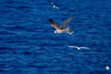 seagull flies over the sea, concept sea vacation summer, bird freedom flying