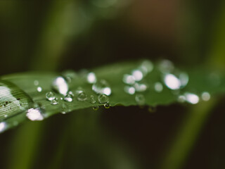 Water drops on grass