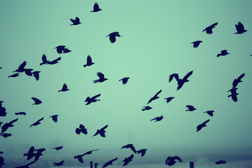 abstract blurred background, flock of black birds in flight, concept of sadness stress, autumn depression