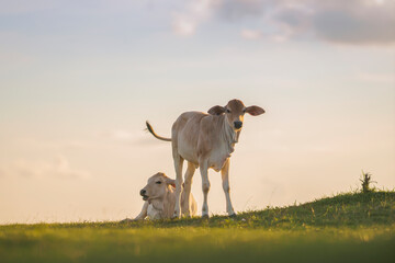 cow standing on the green field with blue sky background