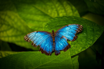 Blue Morpho Butterfly on a lead