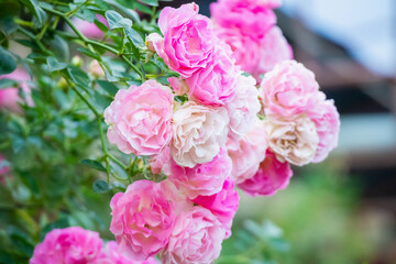 Beautiful pink roses flower in the garden