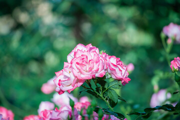 Beautiful pink roses flower in the garden